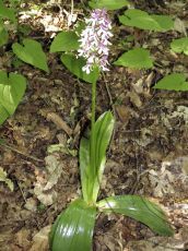 Orchis-purpurea_цветение